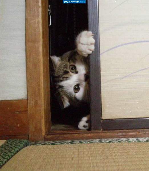"Ушел?"
