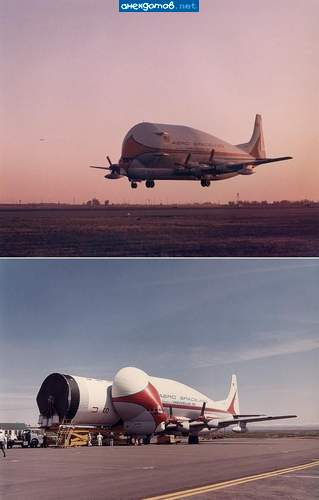 Это Being Beluga