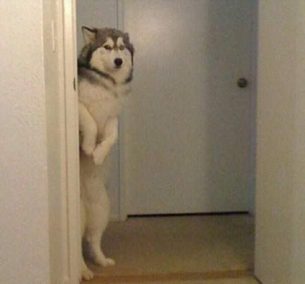 А Жучка выйдет?