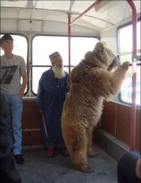 зайцем едет