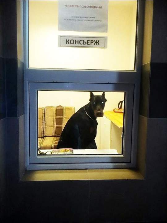 - А где бабуля? - Я за нее. ГАВ!