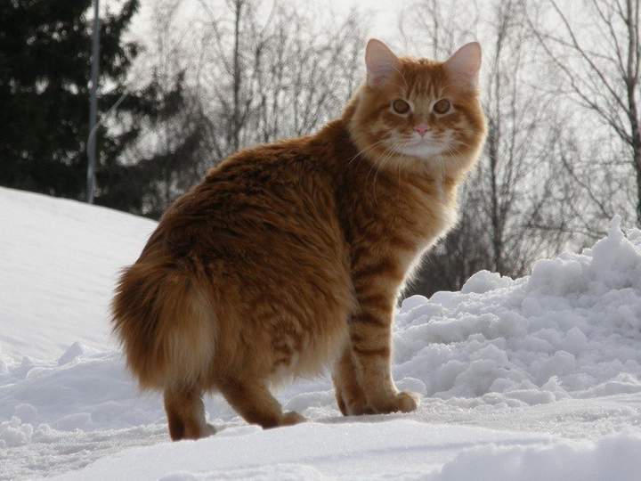 Снежный барсик