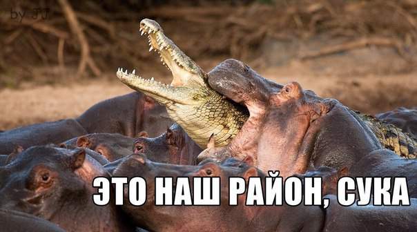 Чeбурашкаааа! HELP!