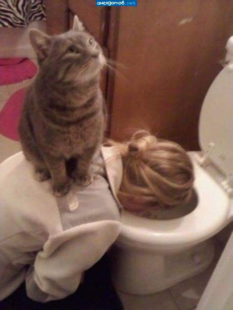 Я люблю вискас,а хозяйка виски