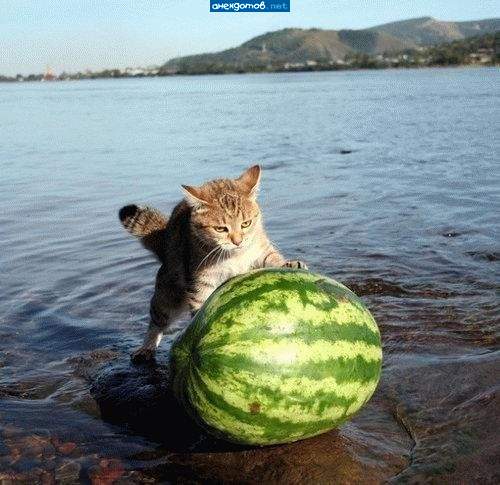 Хозяяяяин!!! Этот я помыл, можно продавать. Давай следующий!