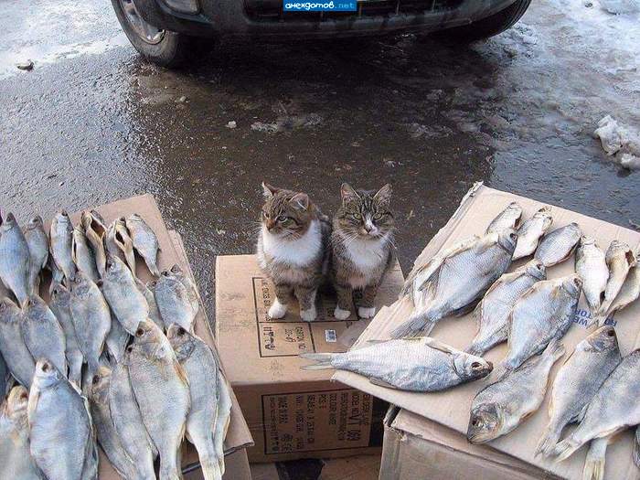 -Рыбу продаешь?-- Нет, кошек ,но они без рыбы на базар отказались ехать-