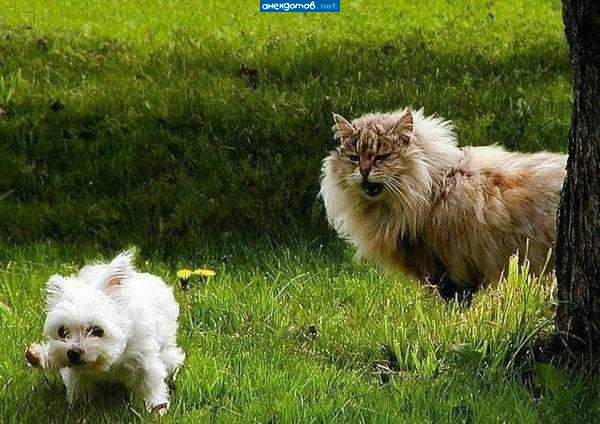 я саблезубый. дуй отсюда волчара.