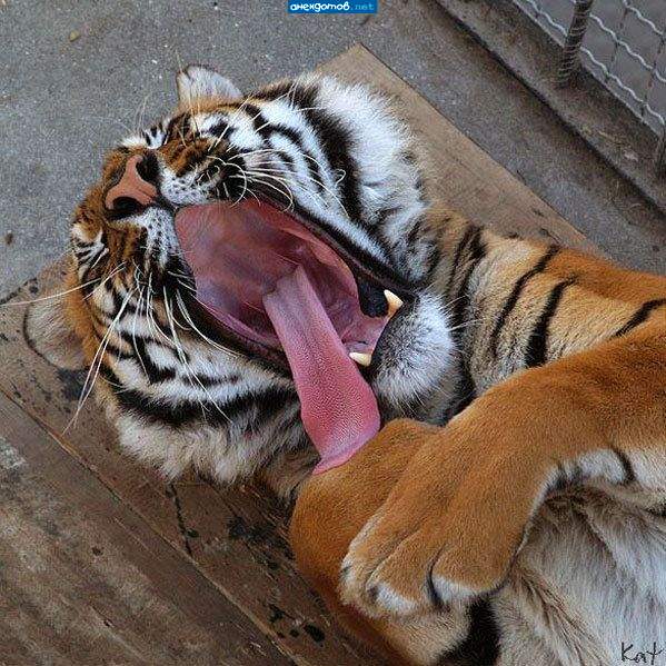 ..ппц..ржунимагу... я валяюсь