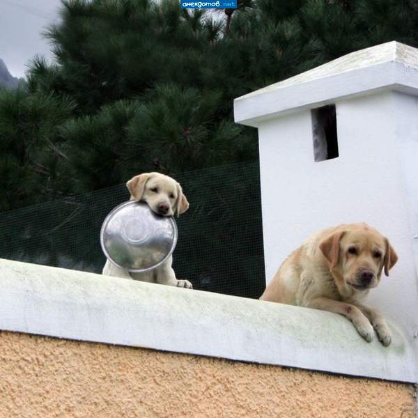 — Где мое чудо? — Я здесь! — Дебил, йогурт мой где?