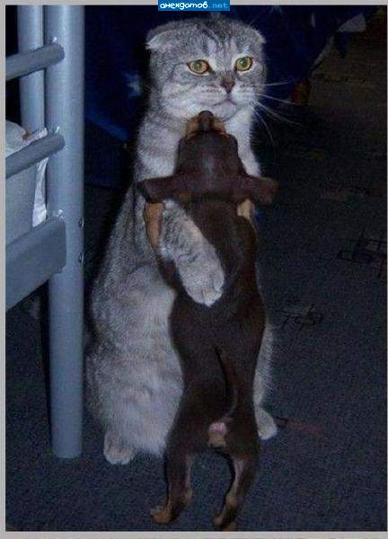 Ну как же ты меня достал, цуцик!