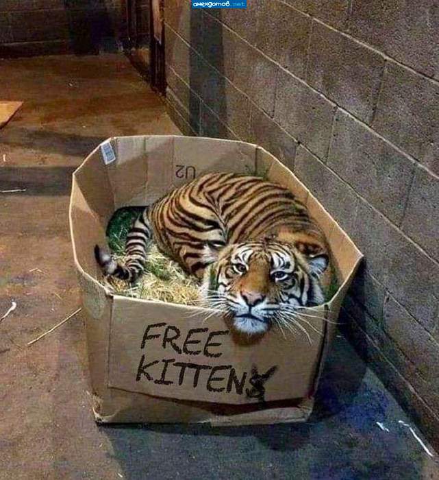 Купили котёночка на птичьем рынке.
