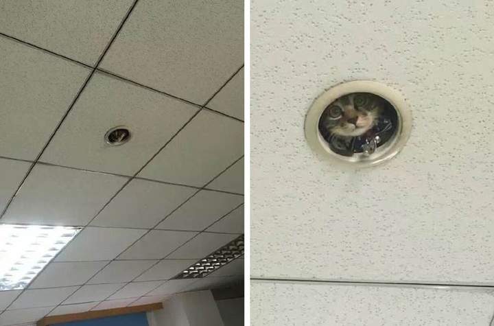 коты в иллюминаторе...