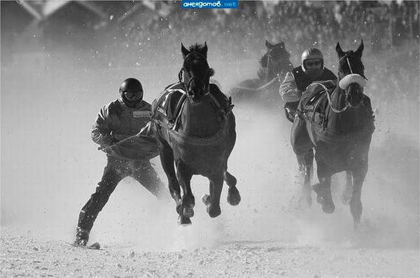 Скиджоринг (Skijoring)