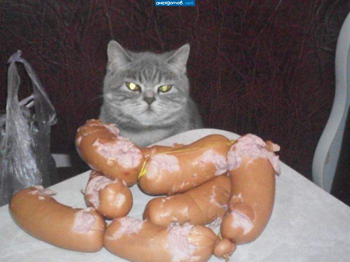 Хохлокот