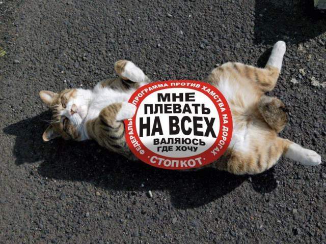 Крутая киса
