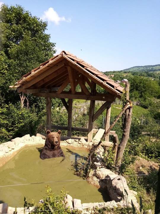 Мишкино джакузи