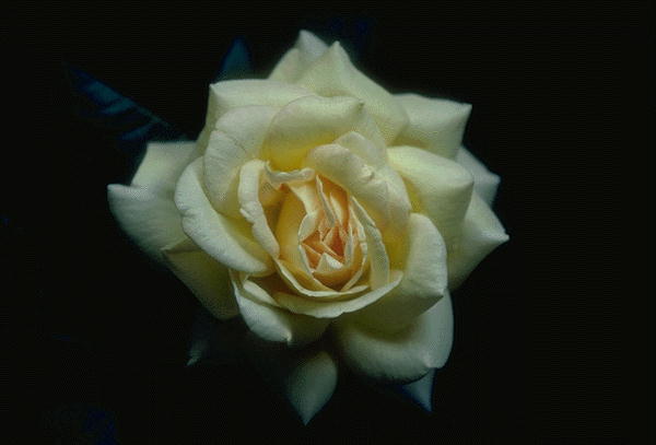 ����������� ����� | Virtual Flowers