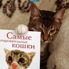 Кошачий Плей бой pic