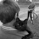 Че смотришь? Щас дорогу перейду! pic