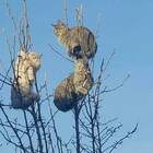 Март, тепло, кошка красавица А тут как назло у Бобика цепь перетерлась pic