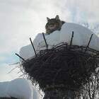 Коты прилетели... Веснааа! pic
