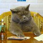 Хуле смотришь? Флеш рояль! pic