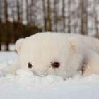 В засаде. pic