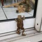 Эй, серый волк, а где Иван? pic