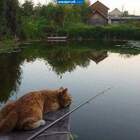 Хорошо у нас в Простоквашине... pic