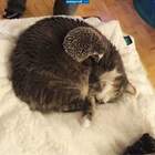 Ежкин кот! pic