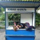 Вчерашняя, поди. pic