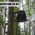 Ворона располнела,возмужала... pic