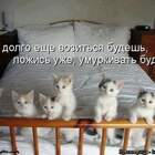 Отдадим воспитаную, приученную к лотку хозяйку в хорошие руки!!! pic