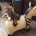 А за ними кот-задом наперед... pic