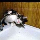 Сушняк! pic