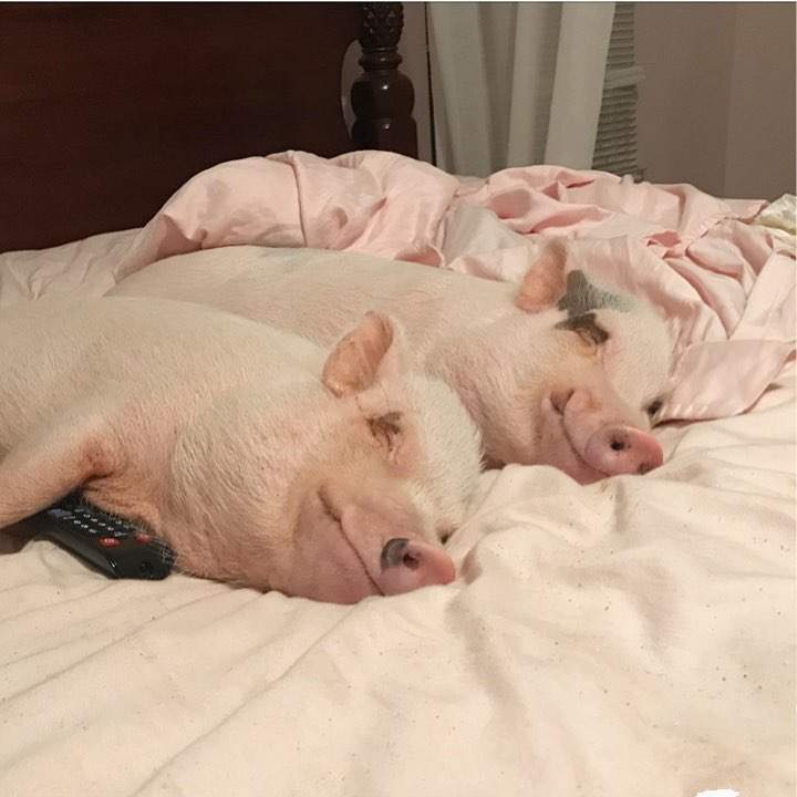 Свинья кайфует. Свинья в кровати. Хрюшка в кровати.